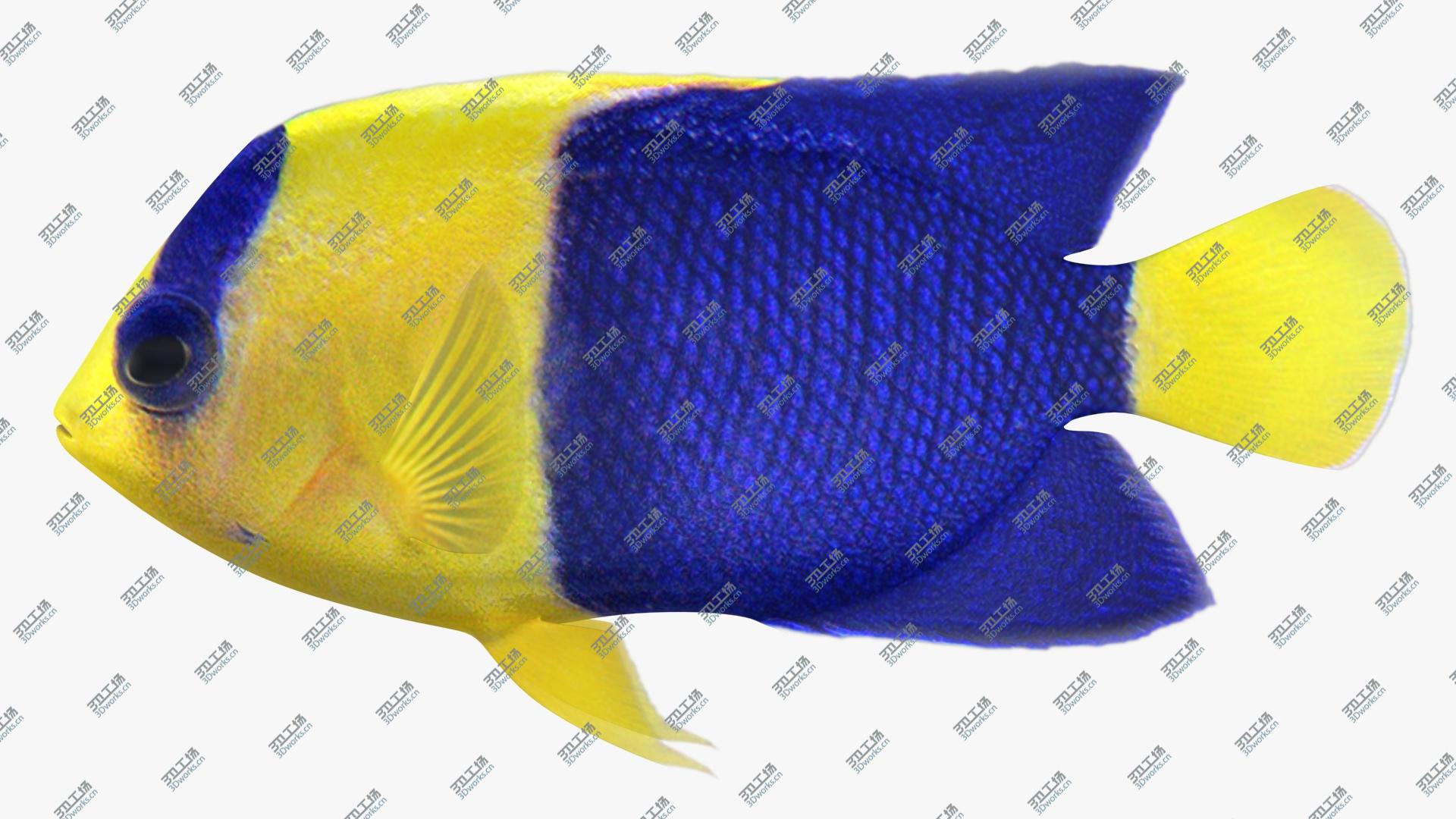 images/goods_img/2021040233/3D Fish Collection/4.jpg